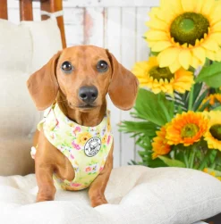 Summer Fling - Adjustable Harness