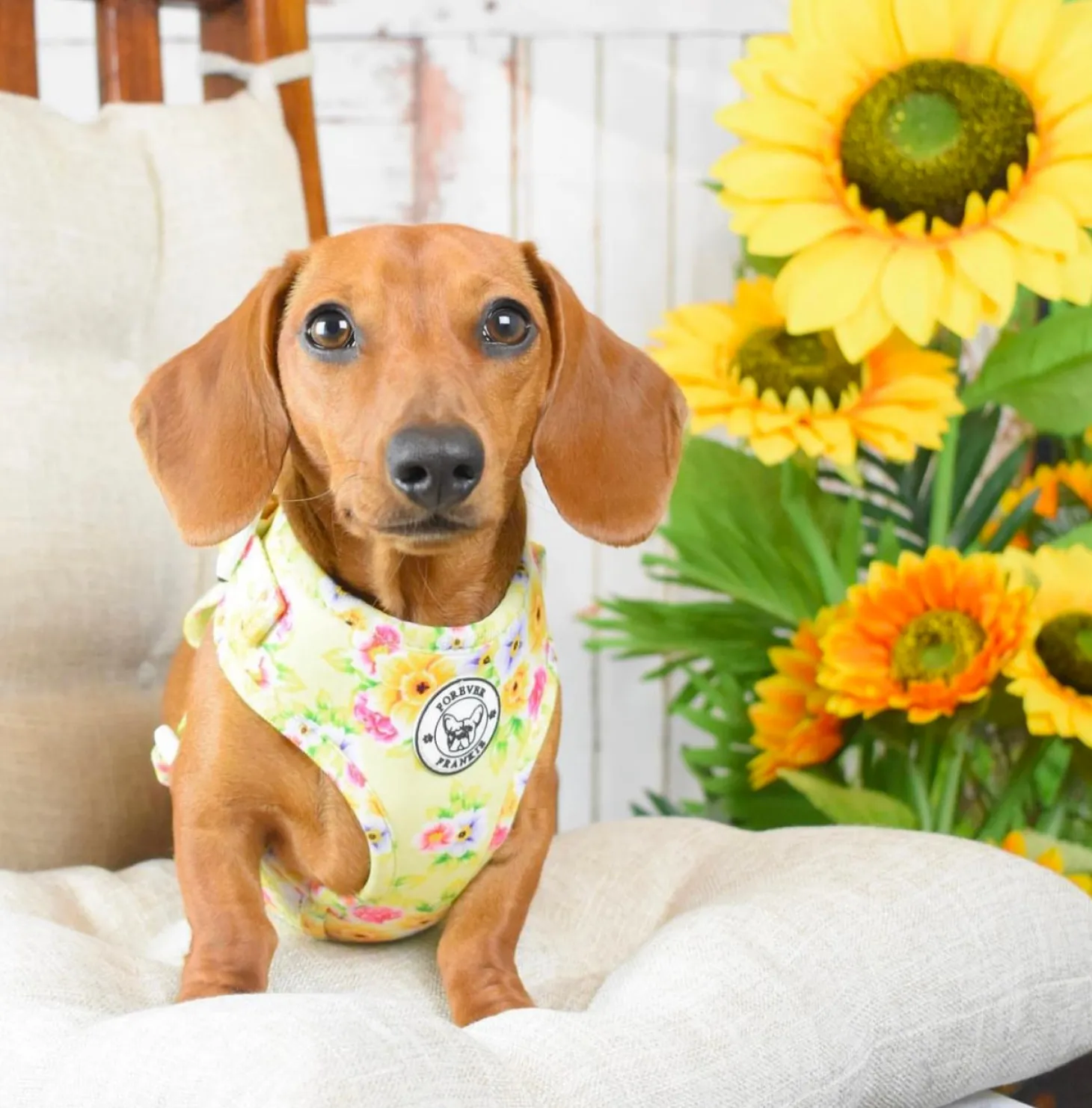 Summer Fling - Adjustable Harness