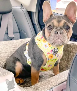 Summer Fling - Adjustable Harness