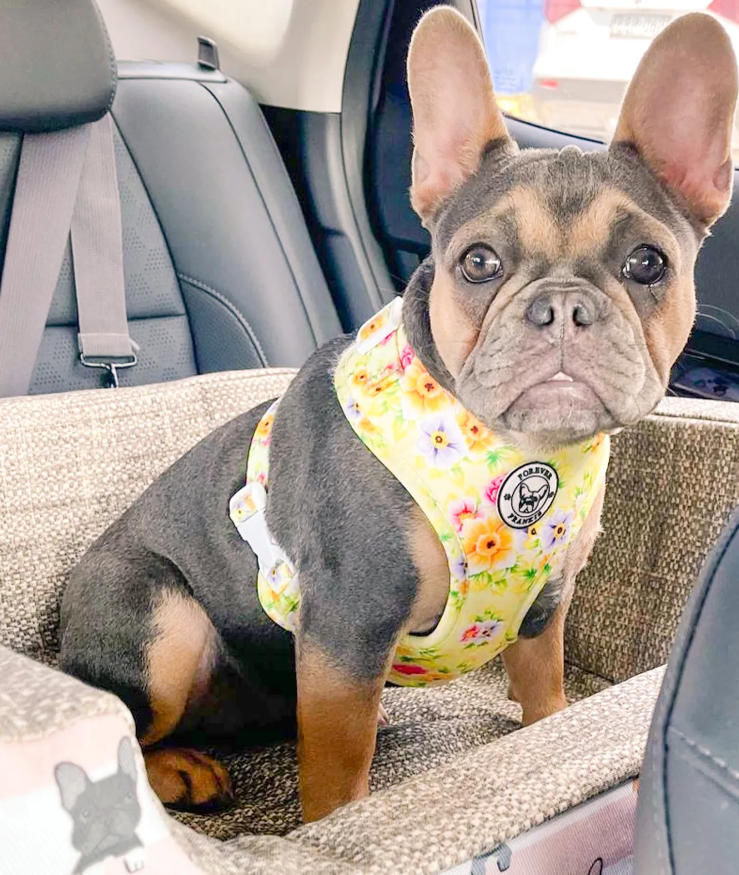 Summer Fling - Adjustable Harness