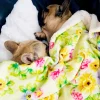 Summer Fling - Extra Soft Pet Blanket