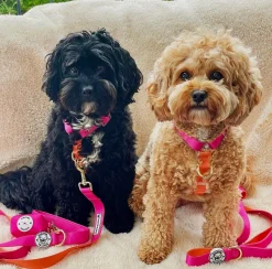 Sunset - Luxe Dog Lead