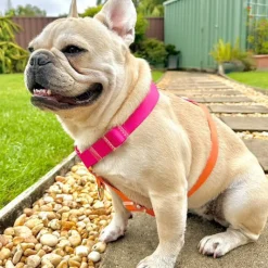 Sunset - Luxe Strap Harness