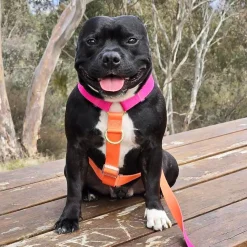 Sunset - Luxe Strap Harness