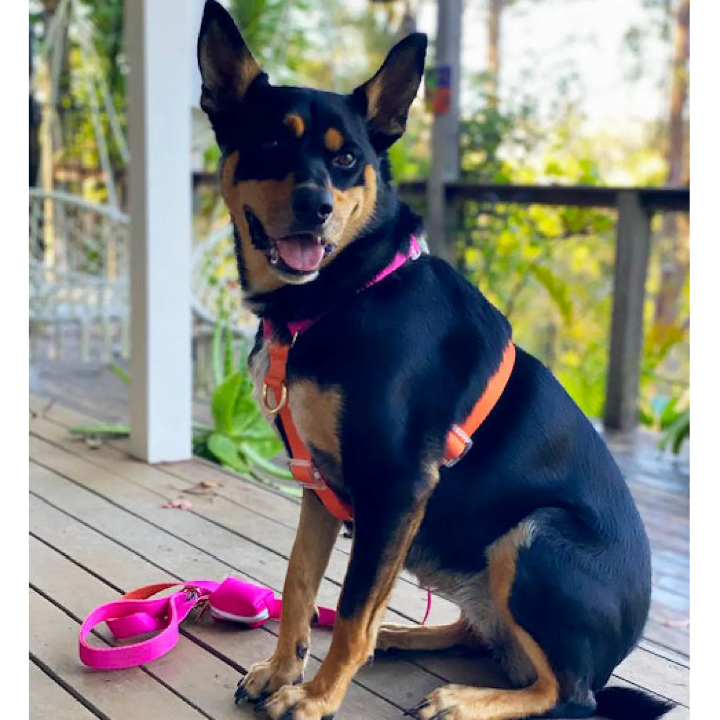 Sunset - Luxe Strap Harness