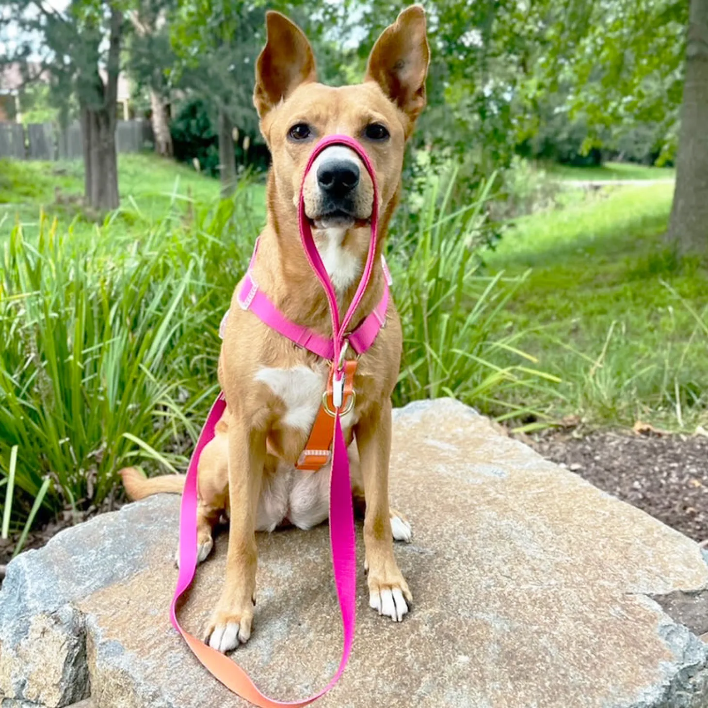 Sunset - Luxe Strap Harness