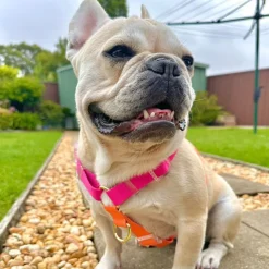 Sunset - Luxe Strap Harness