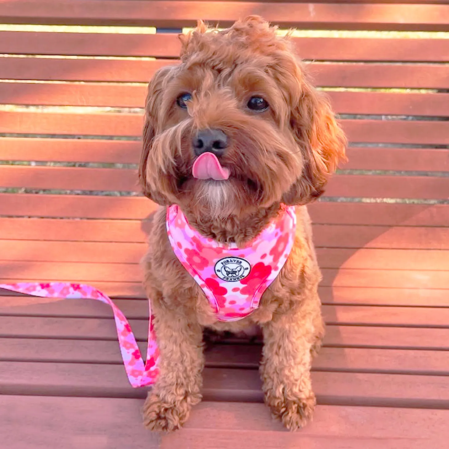 Sunset Bloom - Adjustable Harness