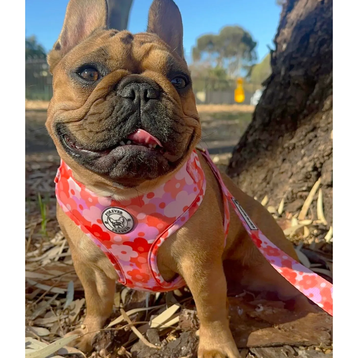 Sunset Bloom - Adjustable Harness