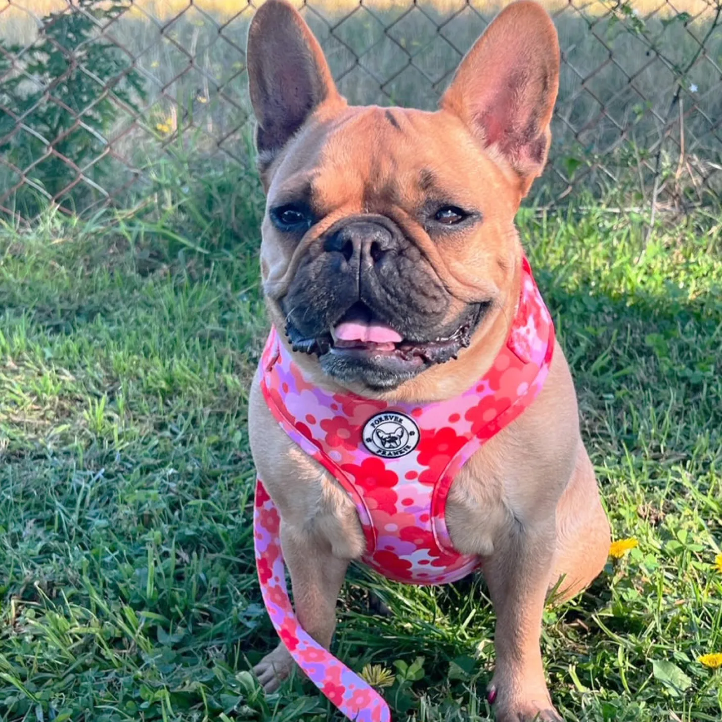 Sunset Bloom - Adjustable Harness