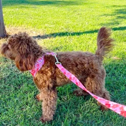 Sunset Bloom - Adjustable Harness