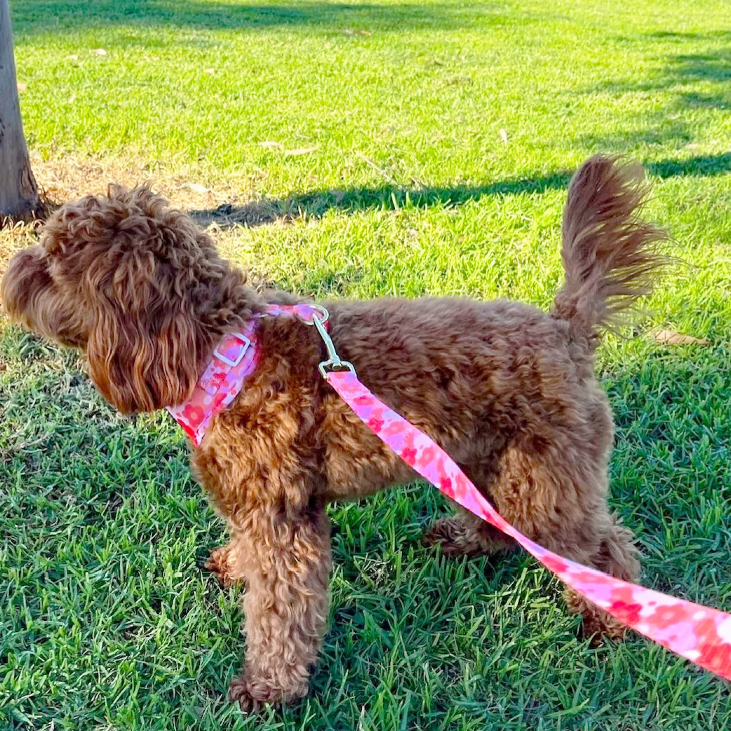 Sunset Bloom - Adjustable Harness