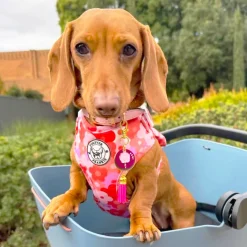 Sunset Bloom - Adjustable Harness