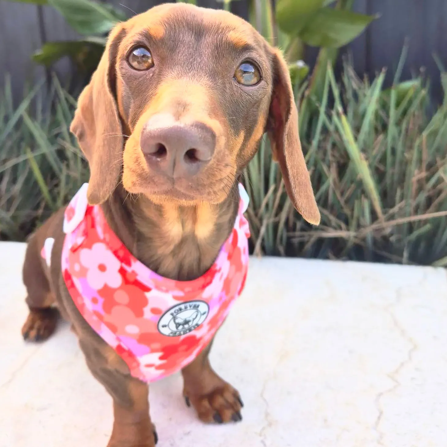 Sunset Bloom - Adjustable Harness