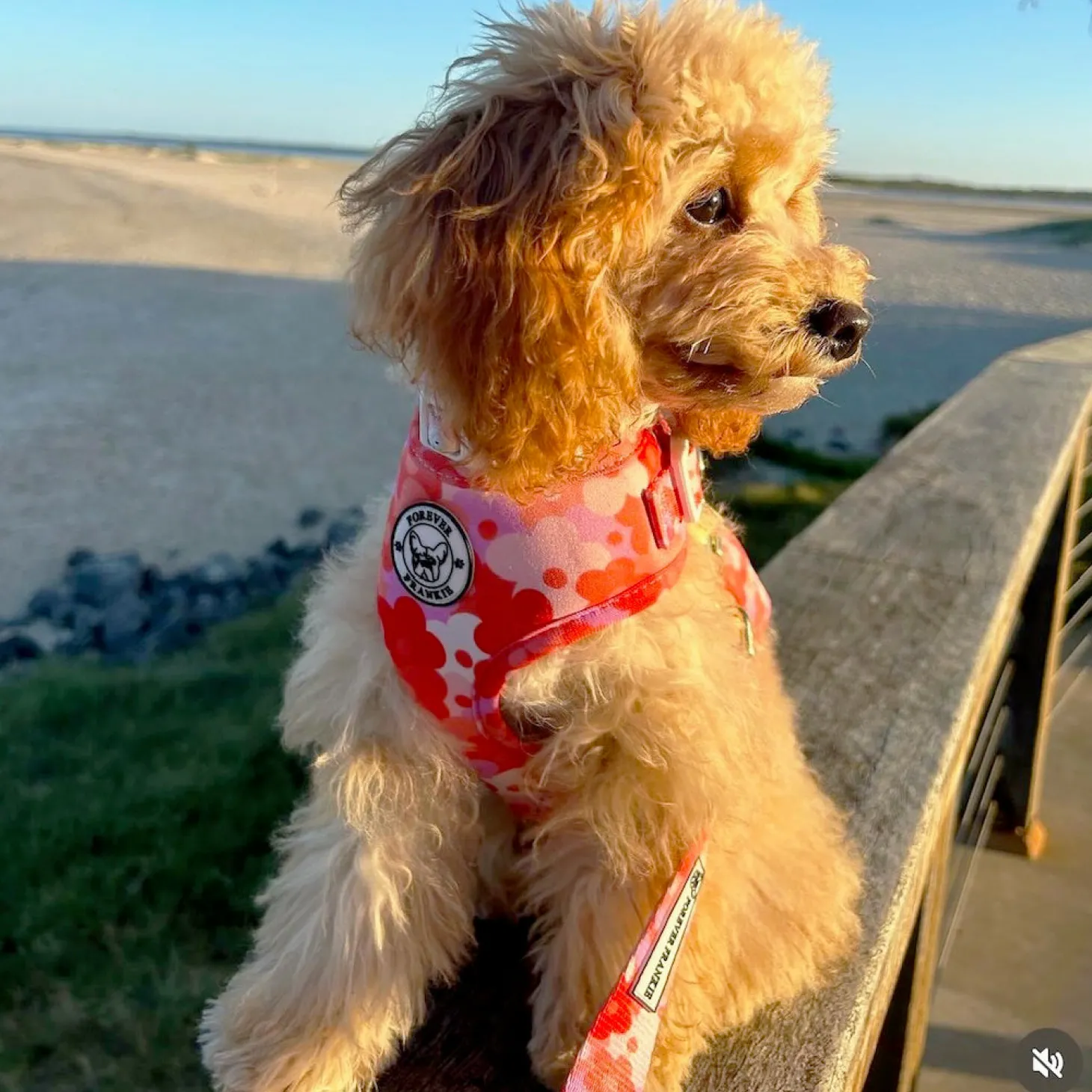 Sunset Bloom - Adjustable Harness