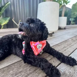 Sunset Bloom - Adjustable Harness