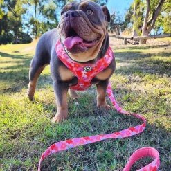 Sunset Bloom - Adjustable Harness