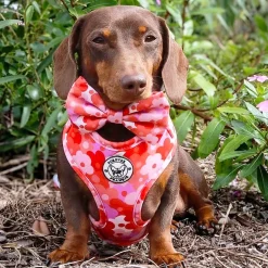 Sunset Bloom - Adjustable Harness