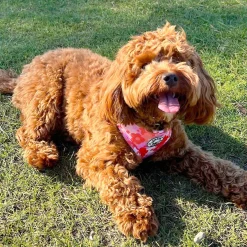 Sunset Bloom - Adjustable Harness