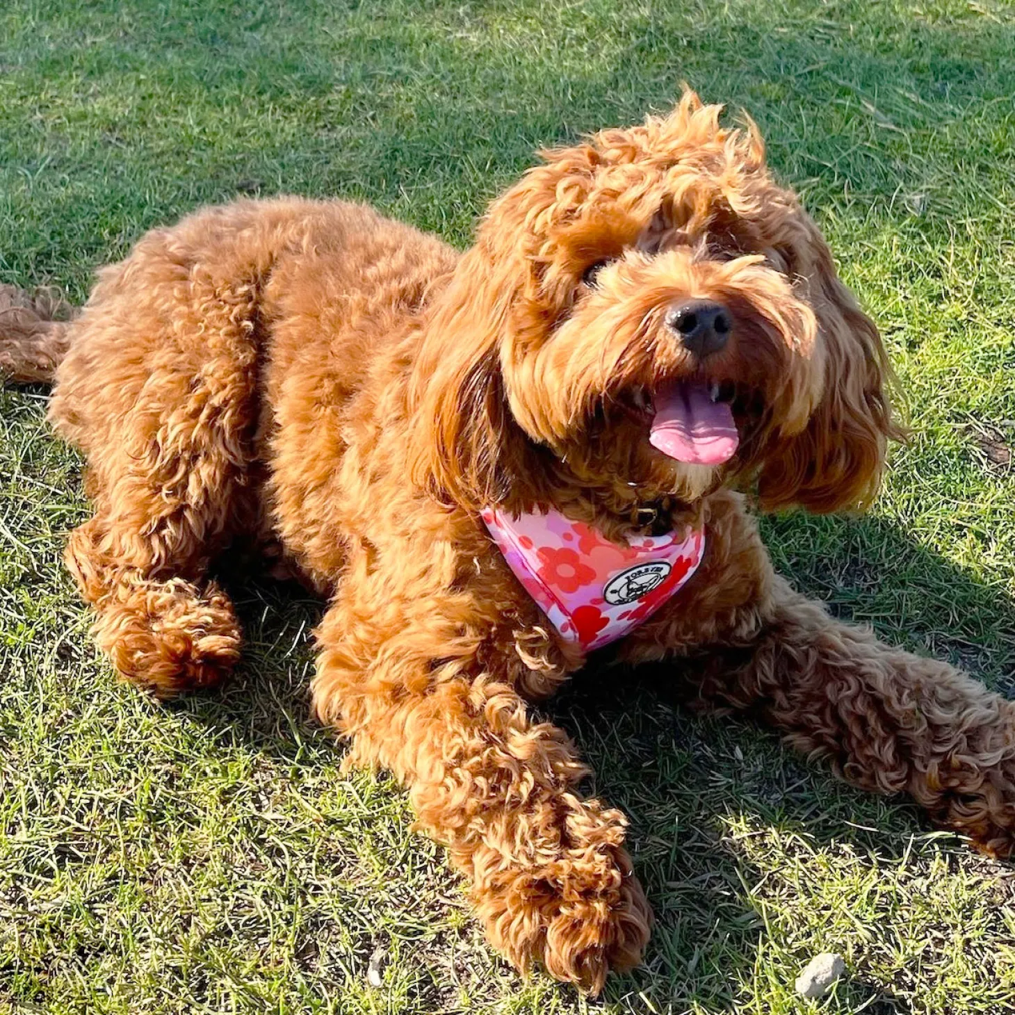 Sunset Bloom - Adjustable Harness