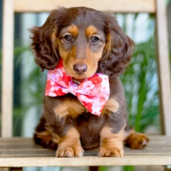 Sunset Bloom - Bow Tie