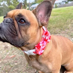 Sunset Bloom - Collar