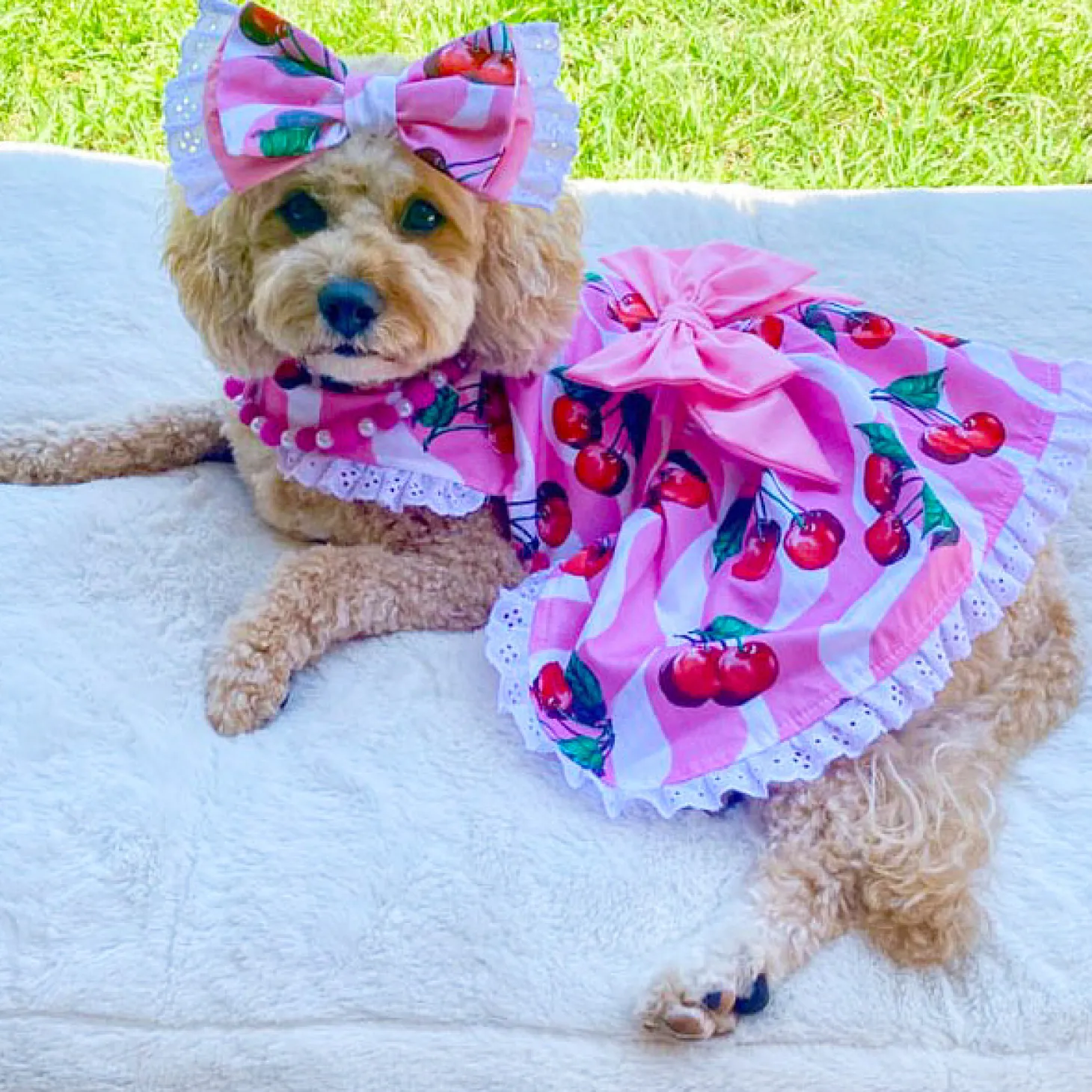 Sweet Cherry - Ruffle Dog Dress with bow (Limited Edition)