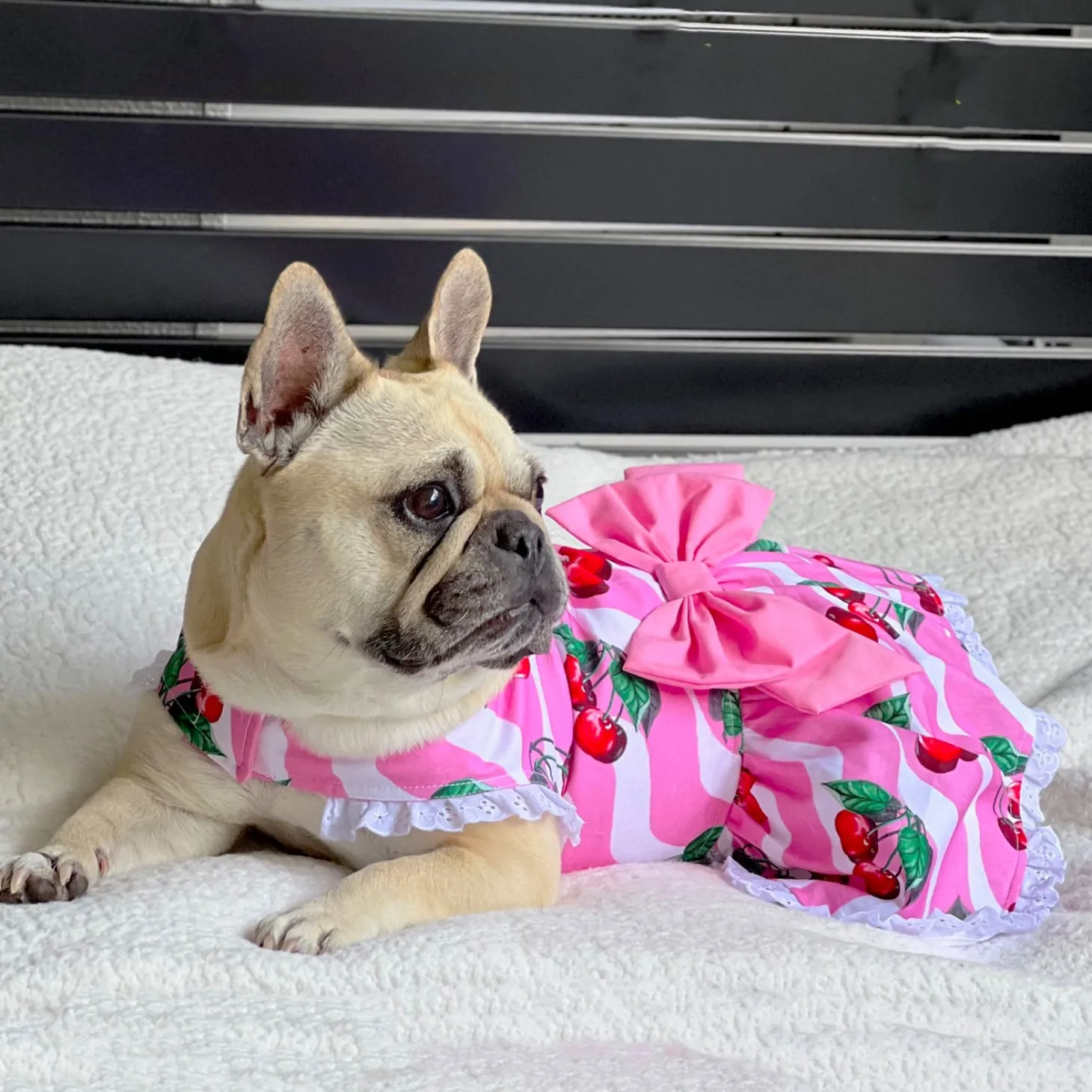 Sweet Cherry - Ruffle Dog Dress with bow (Limited Edition)