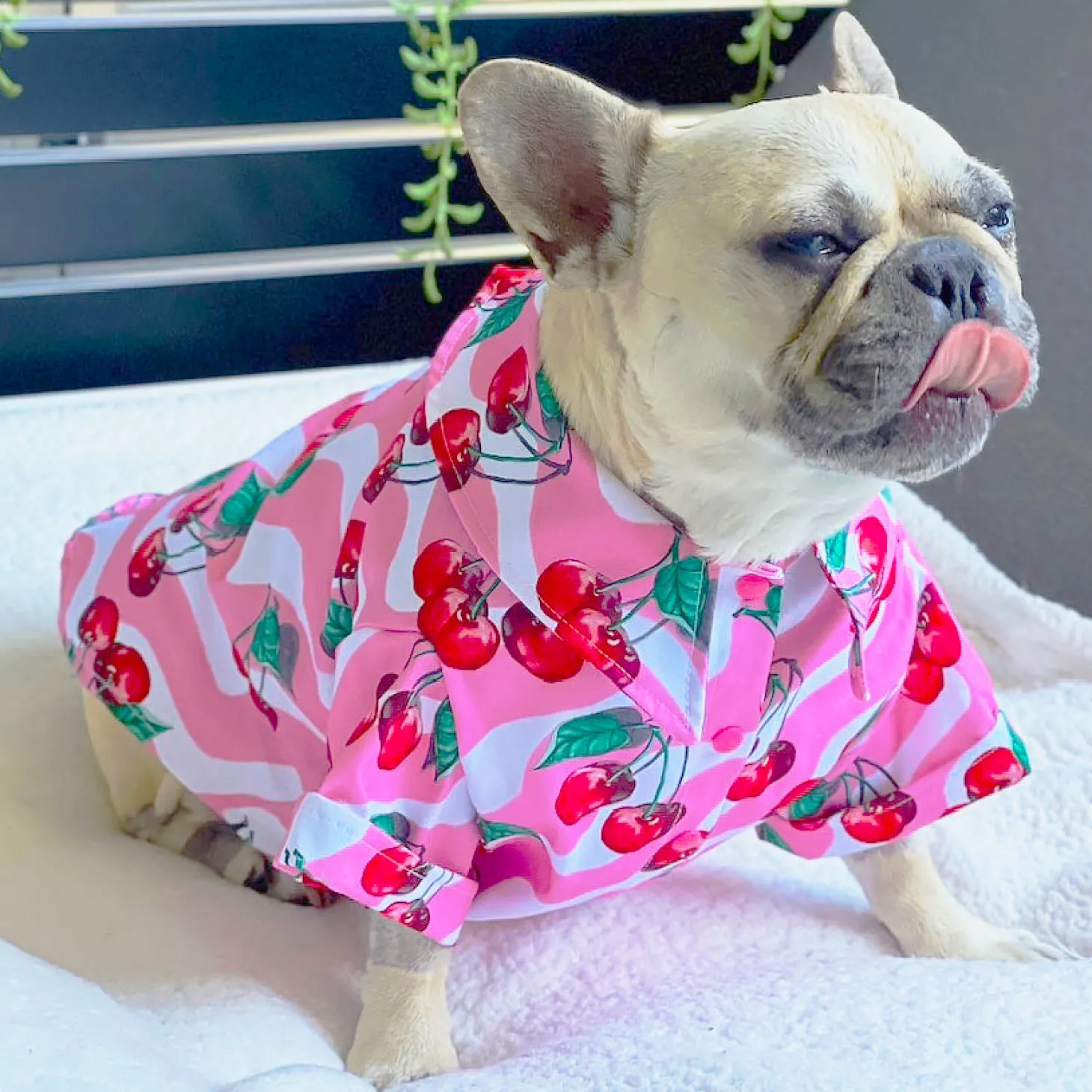 Sweet Cherry - Party Shirt
