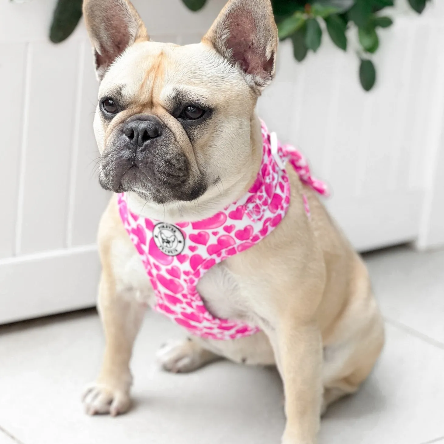 Sweethearts - Adjustable Harness