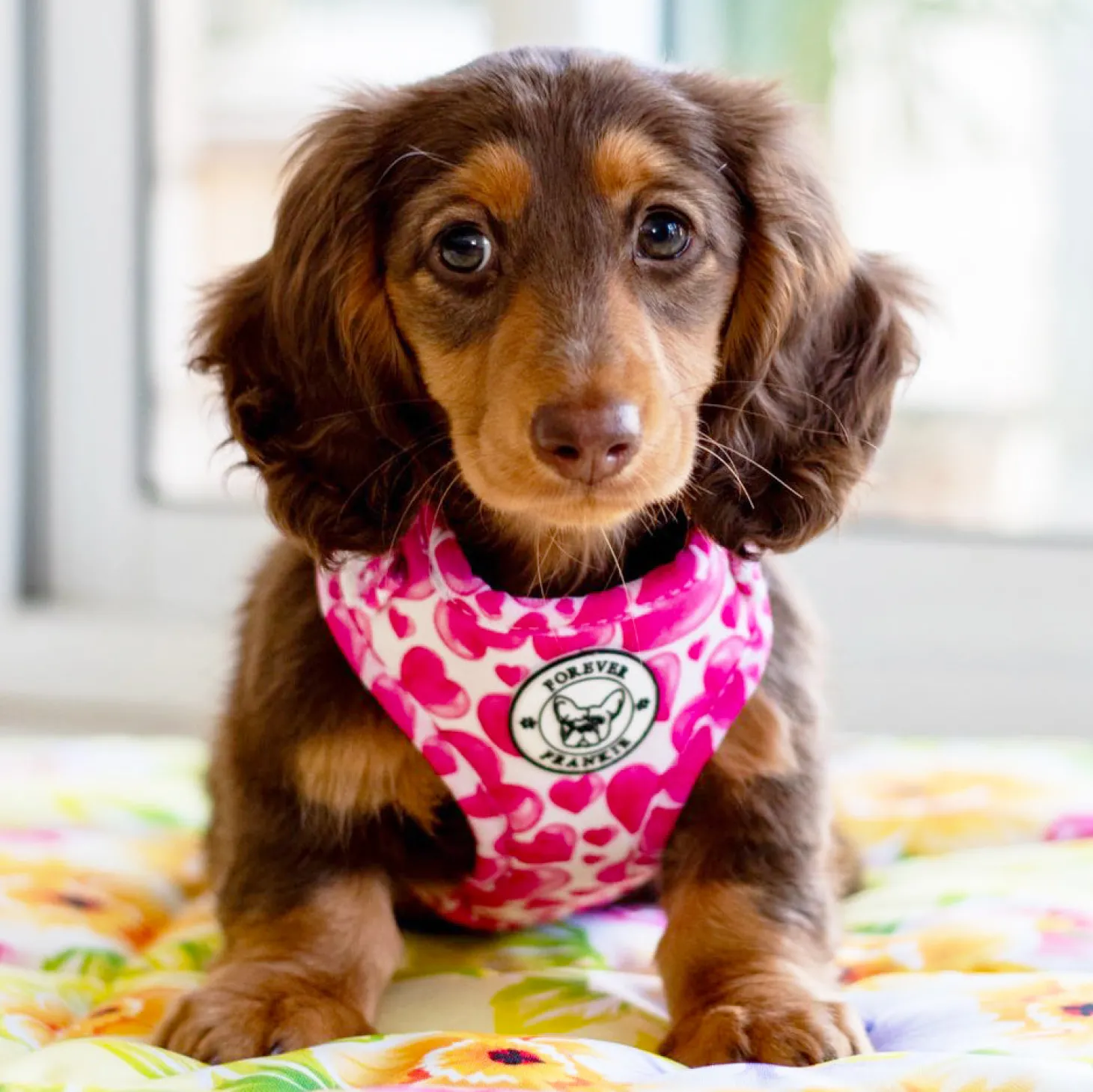 Sweethearts - Adjustable Harness