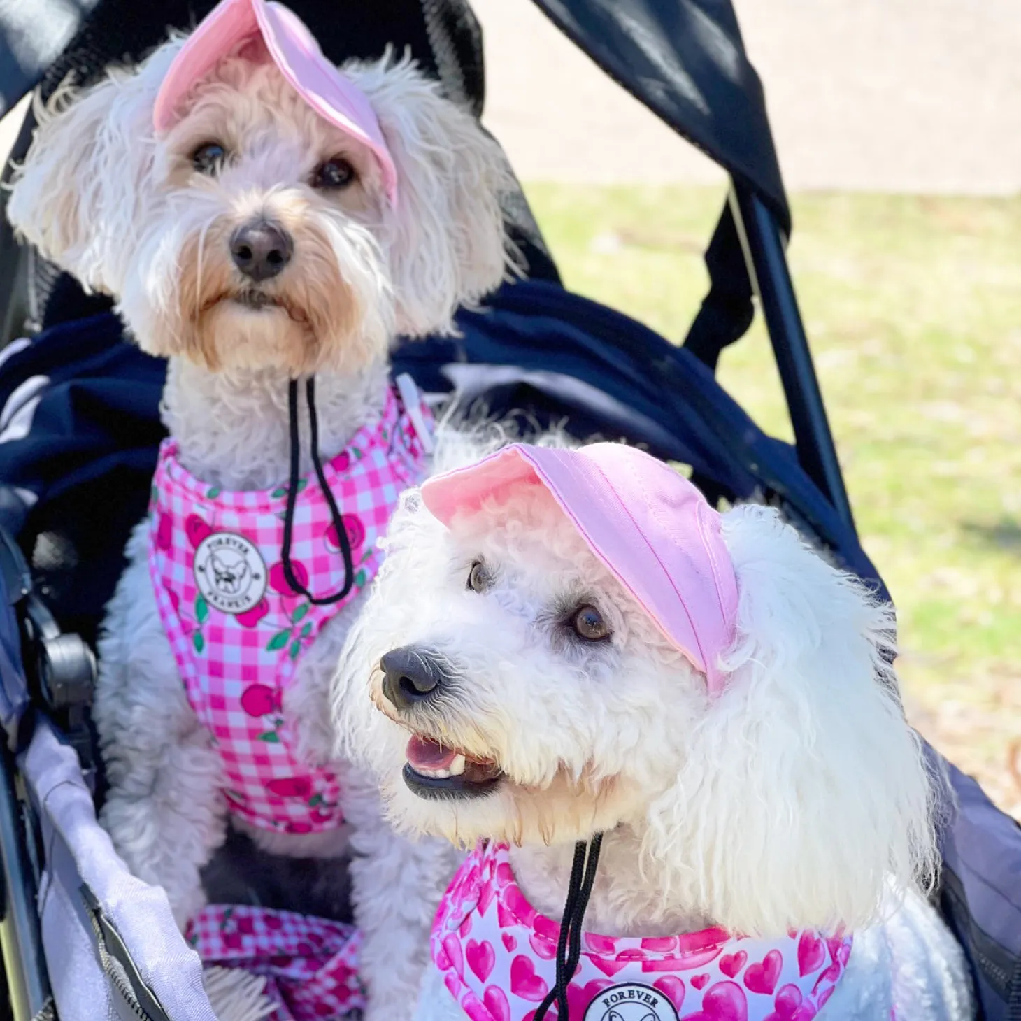 Sweethearts - Adjustable Harness