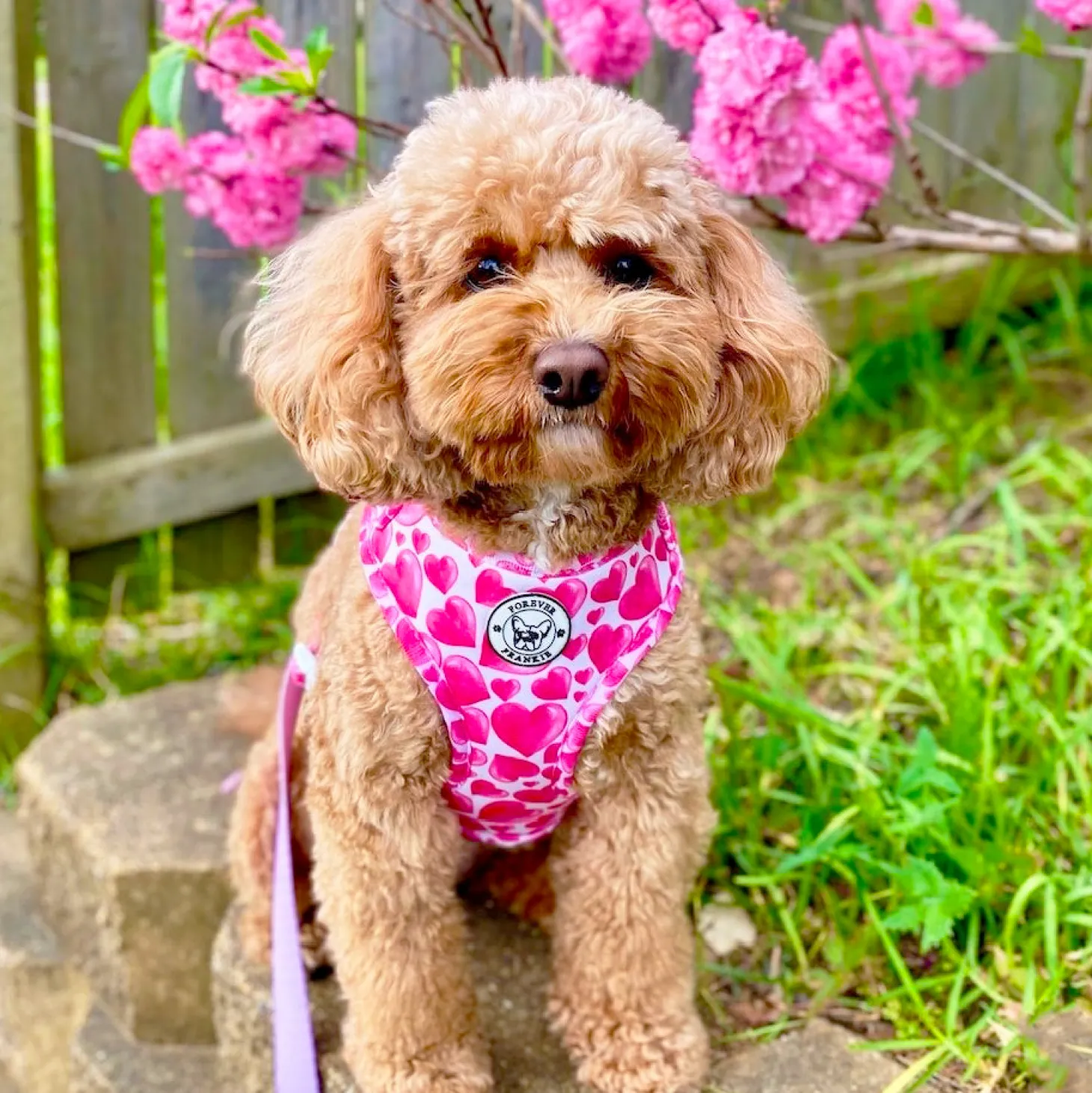 Sweethearts - Adjustable Harness