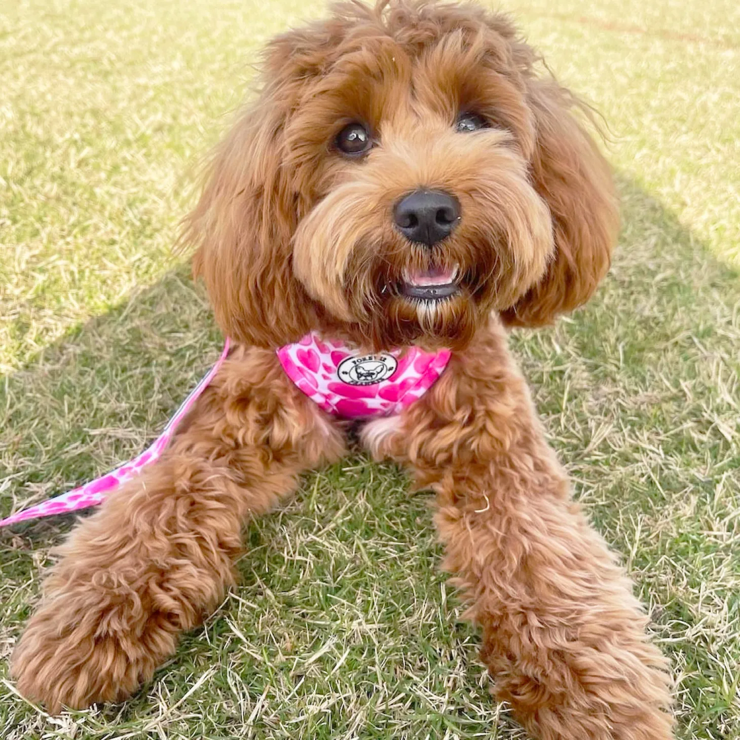 Sweethearts - Adjustable Harness