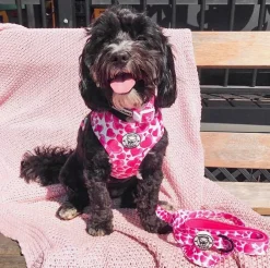 Sweethearts - Adjustable Harness