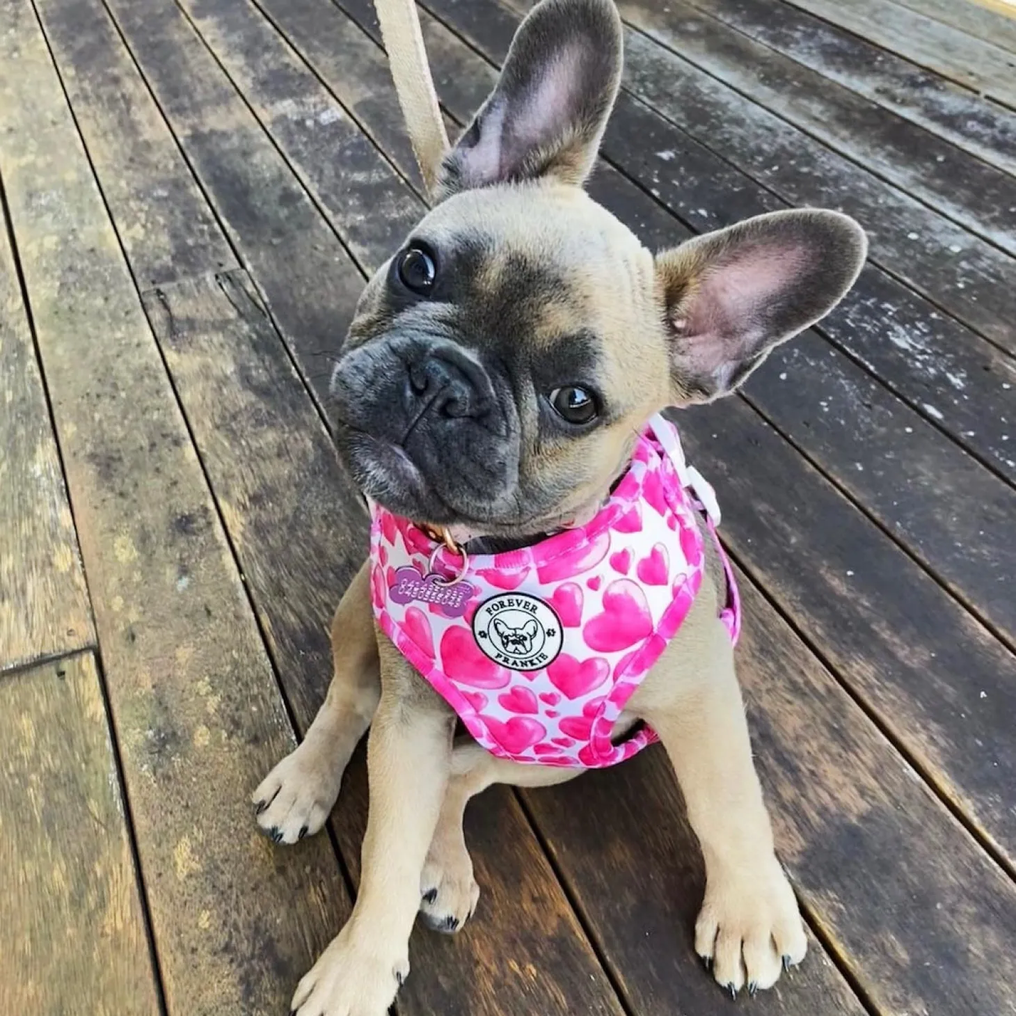 Sweethearts - Adjustable Harness