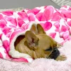 Sweethearts - Extra Soft Pet Blanket
