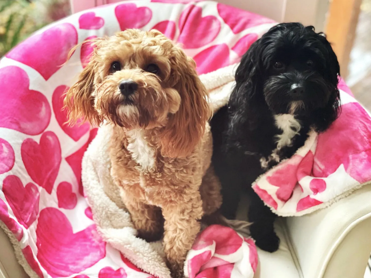 Sweethearts - Extra Soft Pet Blanket