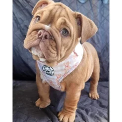 Teddy Bears Picnic - Adjustable Harness - End Of Line