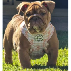 Teddy Bears Picnic - Adjustable Harness - End Of Line