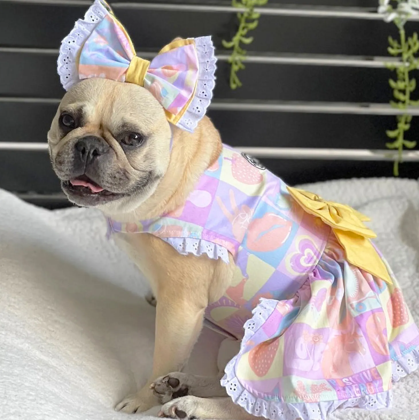 Tutti Frutti Surprise - Ruffles Dog Dress with bow (Limited Edition)