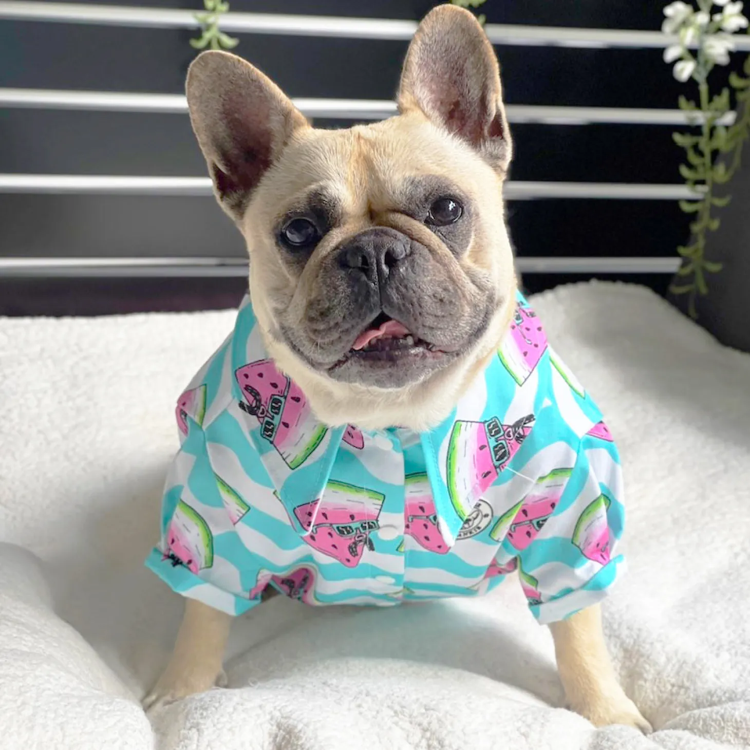 Watermelon - Party Shirt