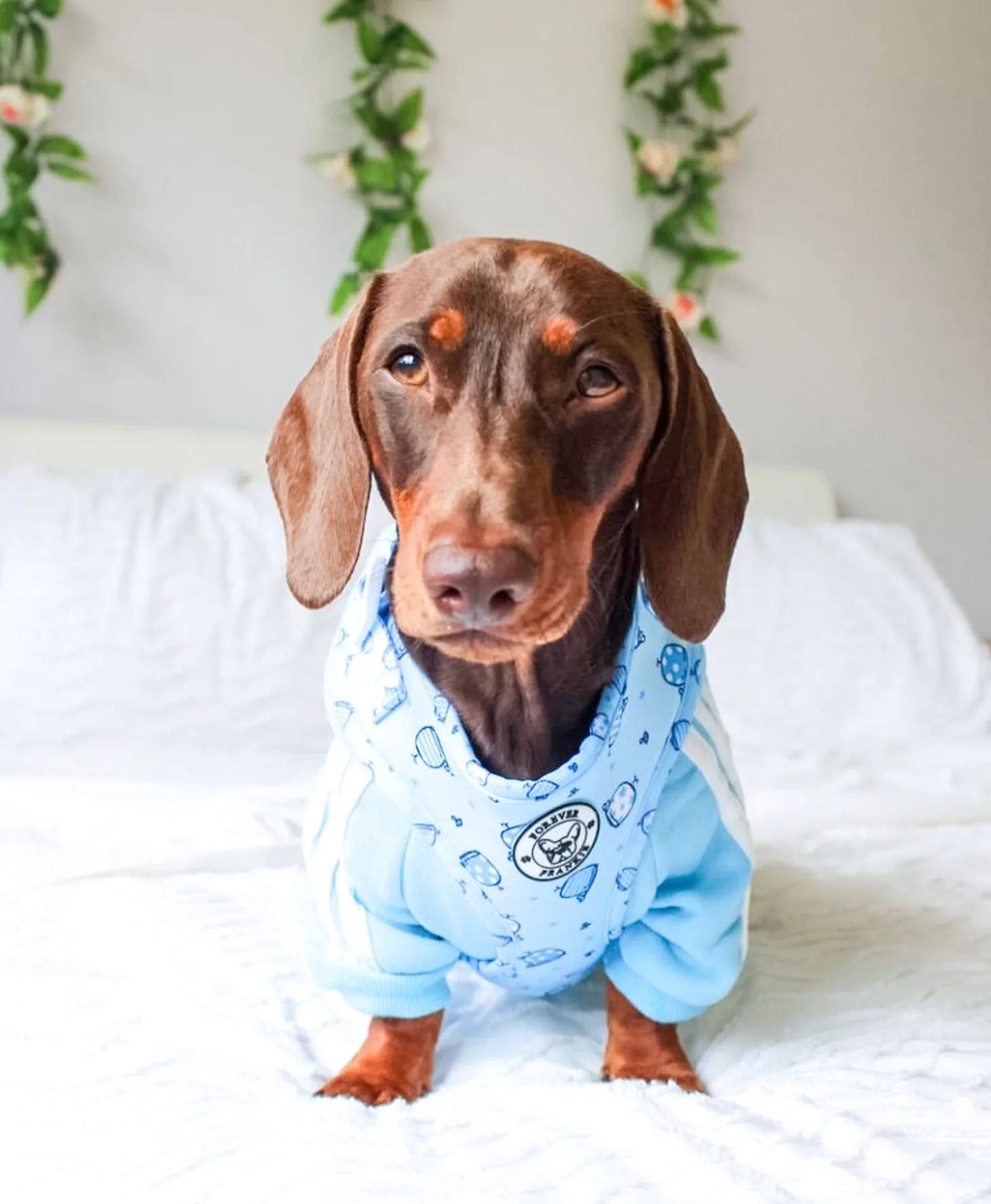 Whale of a Time - Adjustable Harness