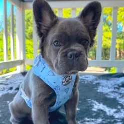 Whale of a Time - Adjustable Harness