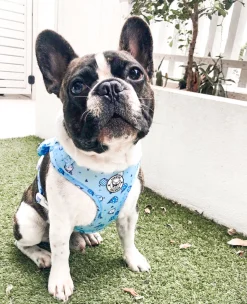 Whale of a Time - Adjustable Harness