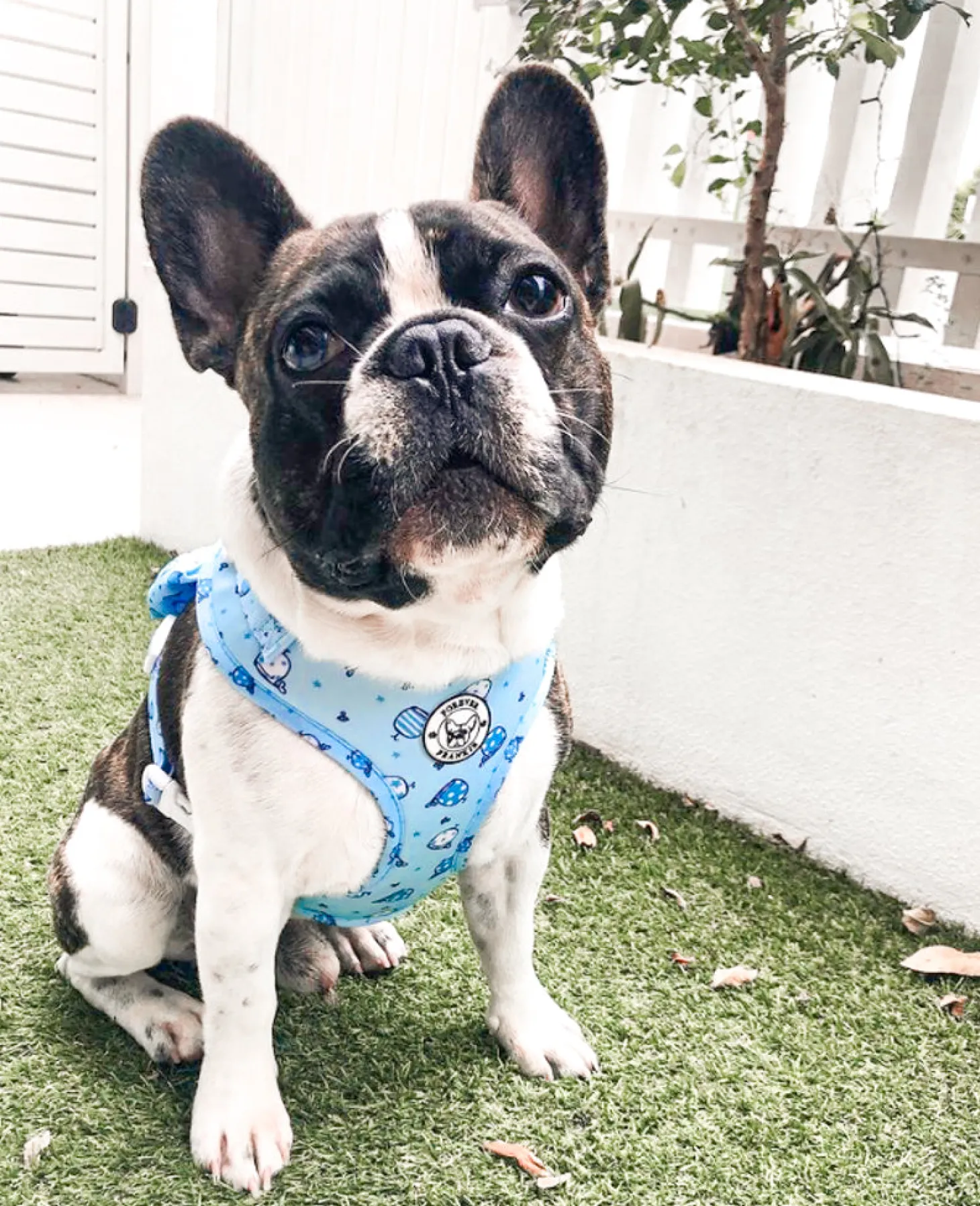 Whale of a Time - Adjustable Harness