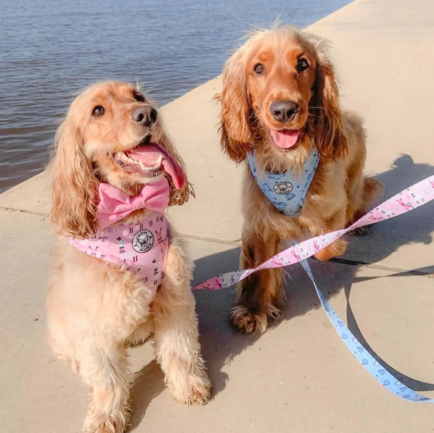 Whale of a Time - Adjustable Harness