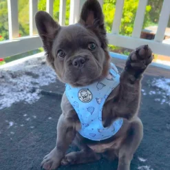 Whale of a Time - Adjustable Harness