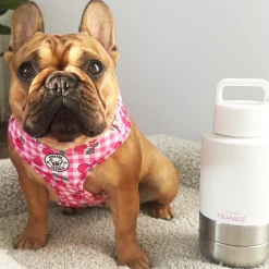 White Portable Human / Dog Stainless Steel Adventure Drink Bottles