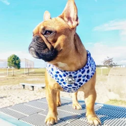 Wild About Blue - Adjustable Harness - End Of Line